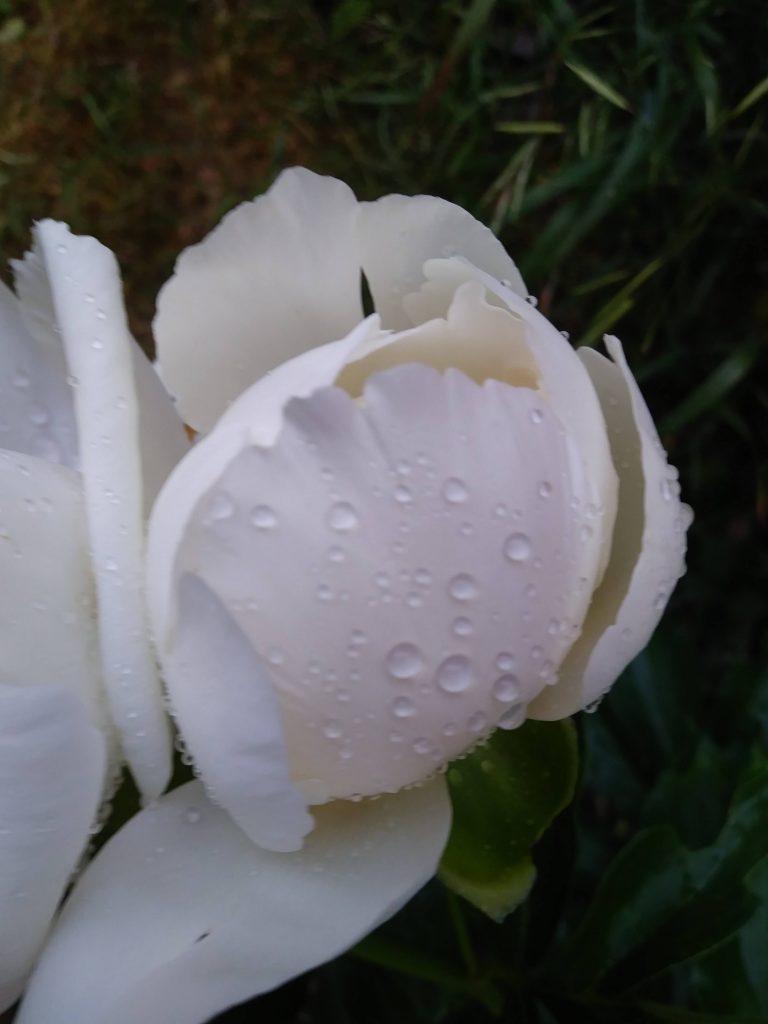 simply sprucehill peony