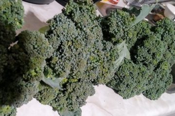 freezing broccoli