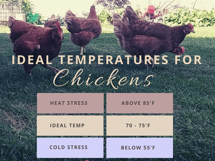 Can Chickens Stay Outside in Winter? - Simply Sprucehill