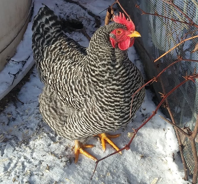 chicken in winter