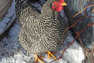 chicken outside in winter