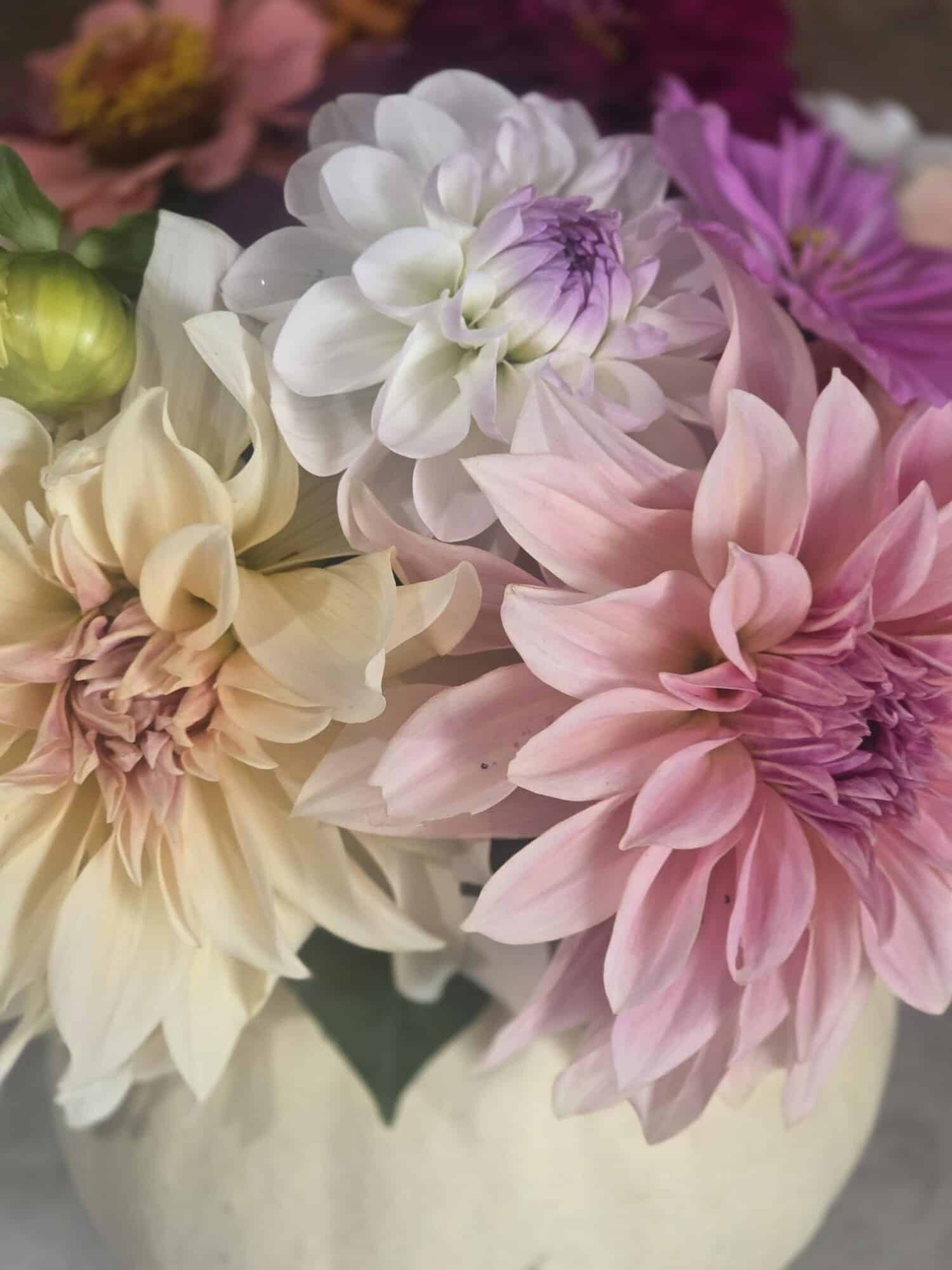 Dahlias